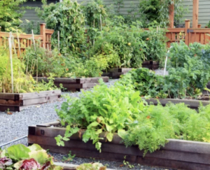 Organic Remedies, Garden